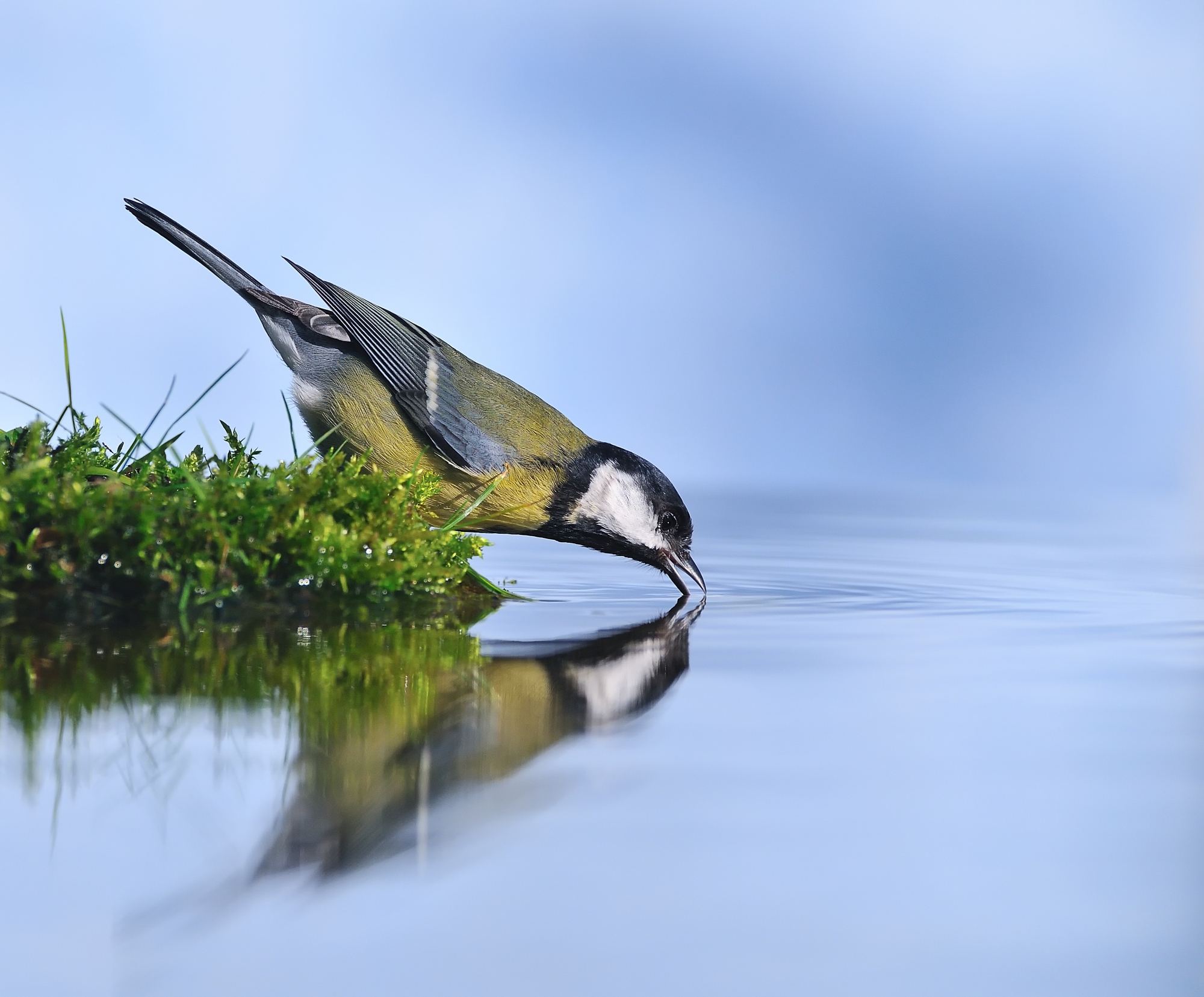 Biodiversité